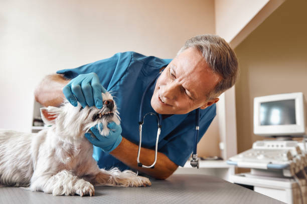 Best After-Hours Emergency Dentist in Upper Sandusky, OH